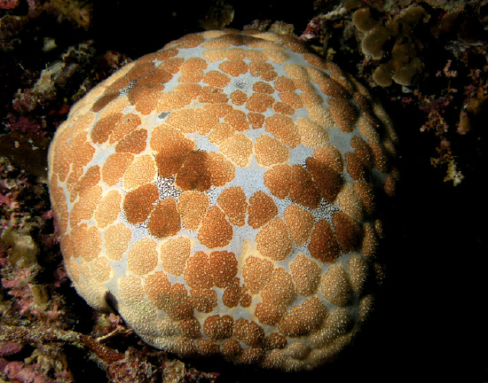  Culcita novaeguineae (Bun Star, Pincushion Starfish)